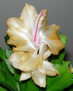 Amazon.com : Christmas Cactus Unrooted Cuttings-Rare Yellow Variety : Succulent Plants : Patio