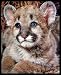 Animal Baby Cougar Cub Lion Cute Cat Framed Art Poster Print - 16