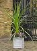 Faux Lead Chelsea Cylinder Planter - 55cm wide x 51cm high
