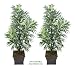 TWO 64" Artificial Phoenix Areca Palm Trees