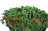 AeroGarden Salsa Garden  Seed Kit