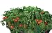 AeroGarden Salsa Garden  Seed Kit