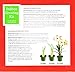 Holiday Time Indoor Growing Kit - Amaryllis 'Apple Blossom'