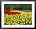 Tulips, Keukenhof Gardens, Netherlands Collections Framed Art Poster Print by Gavin Hellier, 31x25