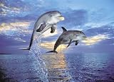 Clementoni 30139.3 - Puzzle Delfini 500 teilig