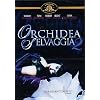 Orchidea Selvaggia 2