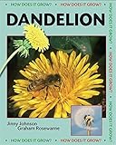 Dandelion