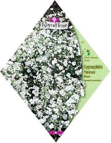 ロイヤルフルール カスミソウ Paniculata White