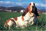 Basset Hound 1000 Piece Jigsaw Puzzle (07)