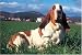 Basset Hound 1000 Piece Jigsaw Puzzle (07)