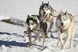 Sled Dog Race - 24