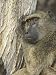Chacma Baboon, Encompassing the Former Kruger National Park, Africa Art Photographic ...