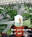 Staghorn Fern Platycerium