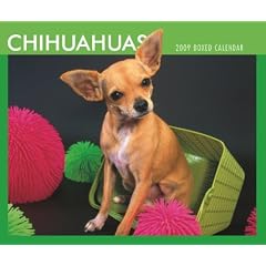Chihuahuas 2009 Boxed Calendar