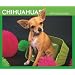 Chihuahuas 2009 Boxed Calendar