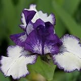 Review Crocus  / Iris Rare Edition