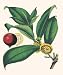 Mammee Fruit by Susan Davies. ART PRINT ON CANVAS WITH BRUSHSTROKES with 3/4 inch dee...