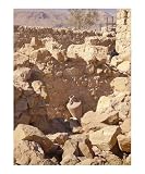 Amphora in Masada ruins, Dead Sea area, Israel Emerging Artists Photographic Poster Print by James L. Stanfield, 8x10