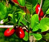 Miracle Fruit Plant - 6" Pot - Synsepalum - End your dependence on sugar!