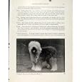 DOG OLD ENGLISH SHEEP DOG OLD PRINT FINE ART PHOTOGRAPH