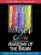 A Colorful Introduction to the Anatomy of the Human Brain: A Brain and Psychology Coloring Book