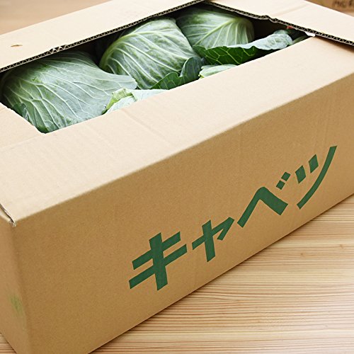 九州産 （熊本） キャベツ 1ケース 8玉  新鮮 生 産地直送