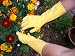 Vegetable garden gloves size 10