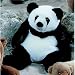 Plüti 1582-080-331 - Pandabär, sitzend - 80 cm