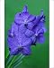 Photographic Prints of Hybrid Orchid - blossom, arboreal type from Ardea Wildlife Pets