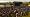 Empire: Total War (PC DVD)