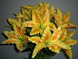 14 Tiger Wedding Lily Bush Flowers 