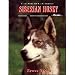 Siberian Husky - Heute