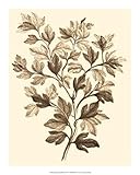 IMAGE OF Sepia Munting Foliage I Art Poster PRINT Abraham Munting 16x20