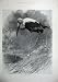 1900 Nature Bird Indian Tantalus Animals Country