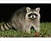 Photographic Prints of Raccoon - In garden at night, searching for food in autumn from Ardea Wildlife Pets Photographic Prints of Raccoon - In garden at night, searching for food in autumn from Ardea Wildlife Pets