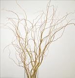Fresh Cut or Dried Curly Willow 3-4 Ft Tall, Pack of 8-12