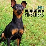 2011 Miniature Pinschers Calendar