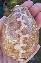 Large Cyprea Mappa Cowrie Seashell Pink Sea Shell Decor