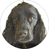 Black Cocker Spaniel Dog Fridge Magnet Stocking Filler, Ref:AD-SC8FM