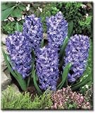 Hyacinth orientalis Delft Blue - 5 pack