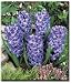 Hyacinth orientalis 