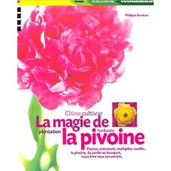 La magie de la pivoine