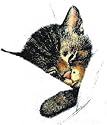 Chessie the Sleeping Kitten Sweats Railroad Train