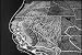 Vintage Educational Videos: Western United States DVD (1955)