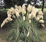 Silver Plume Pampas Grass 100 Seeds - Cortaderia