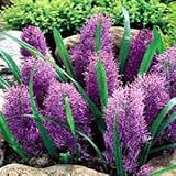 Cotton Candy Grape Hyacinth 8 Bulbs - Muscari plumosum