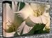 White African Lily Flower Canvas Art Canvas Print Picture print Size: (40