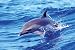 Delfine Dolphins - Wave - Plakat Tier-Poster Druck von Wave - alle Infos