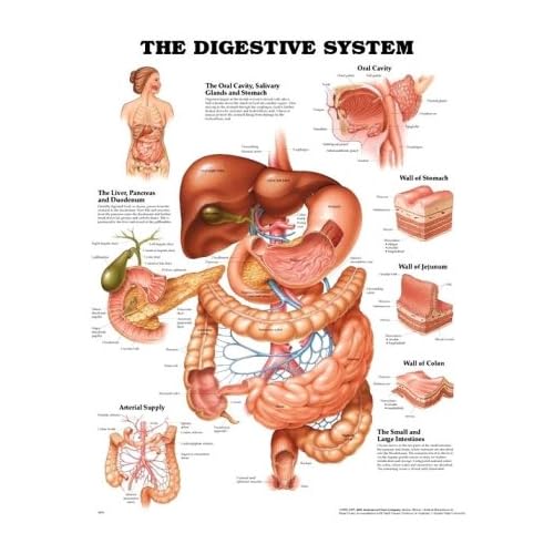 digestive system diagram and functions. digestive system diagram and