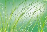 Brewster Wallcovering 8 1/3 by 12 1/8 Foot Panel Mural, Aqua Reeds Brewster Wallcovering 8-1/3-by-12-1/8-Foot Panel Mural, Aqua Reeds